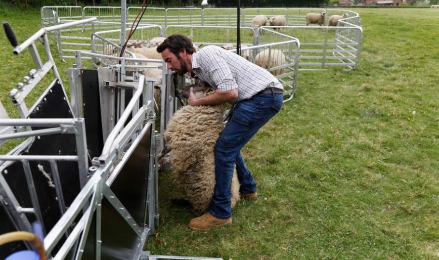 RaceGrip_Shearing 3_1